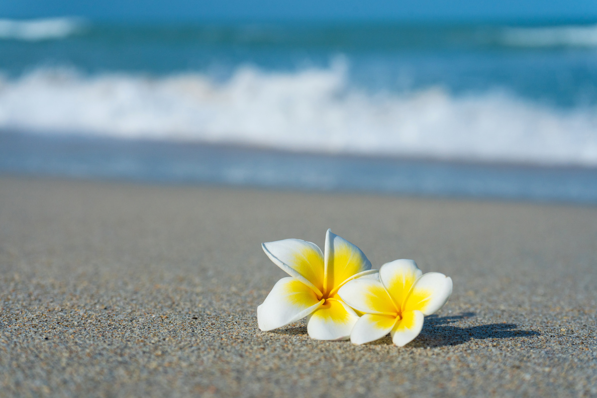 Frangipani Flower on the Beach 