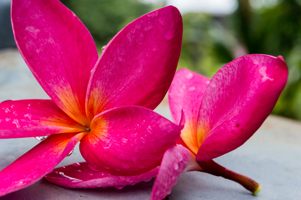 Pink plumeria, frangipani flowers.