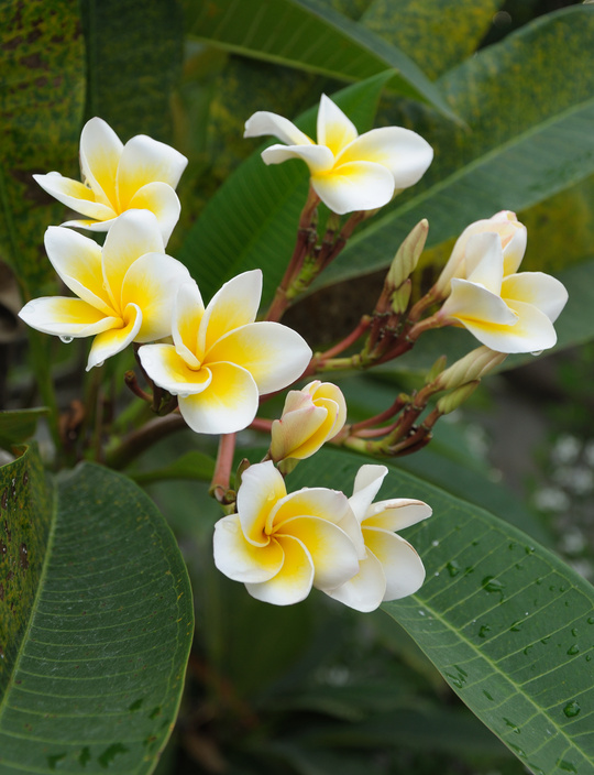 Frangipani